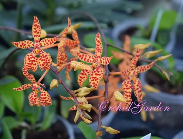 Orchid Orchidee Renanthera monachica (27 L)