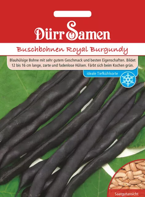 Buschbohnen Royal Burgundy Saatgut von Dürr-Samen