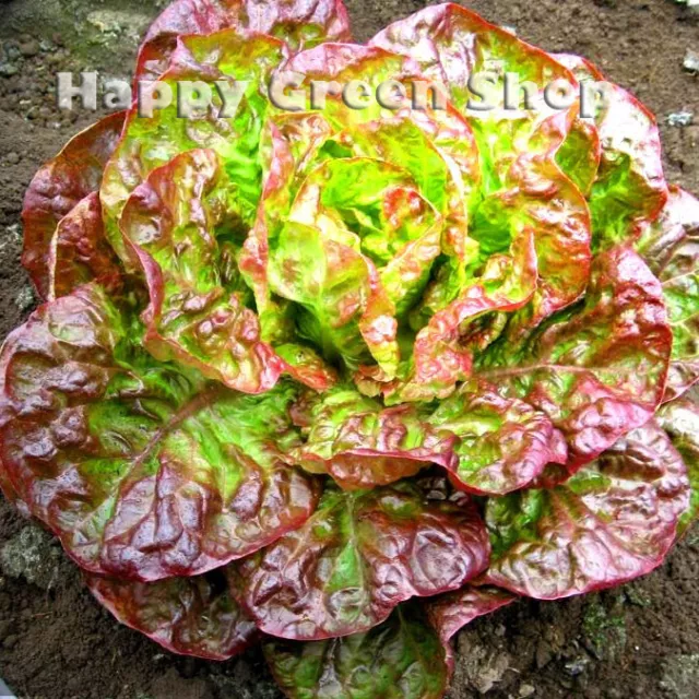 VEGETABLE SEEDS LETTUCE CANASTA - 1000 SEEDS - Batavian LETTUCE Lactuca sativa