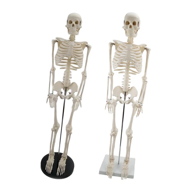 HUMAN SKELETON MODEL, with Display Stand, Vertebral Column Model, for ...