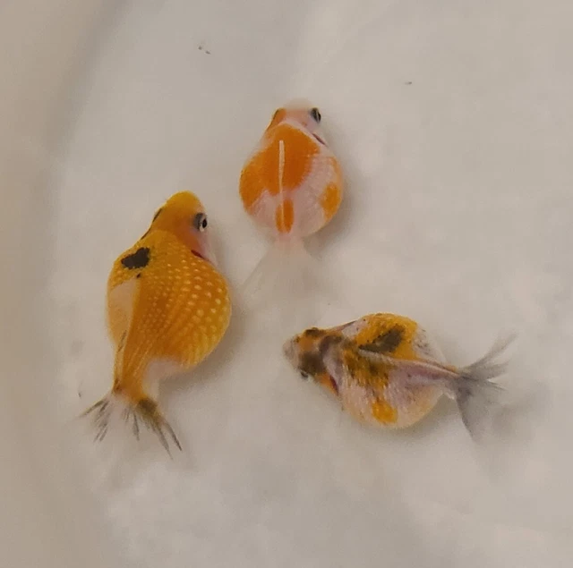 Live Pearlscale Fancy Goldfish (1.5" Freshwater Aquarium Fish)  *PLS READ DESCR* 3