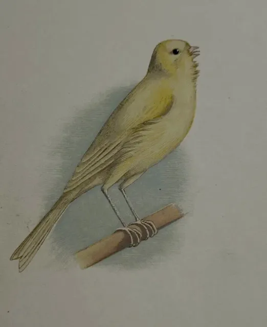 19th century bird print “Common Canary“ Chromolithograph“Dickey”