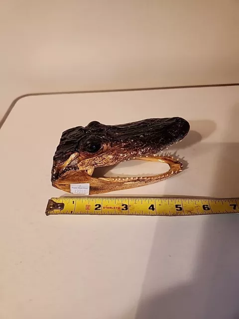 REAL, Authentic Alligator Skull: Exquisite 5" Inch Taxidermy Gator Head