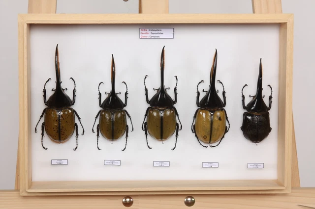 ENTOMOLOGIE COLLECTION MUSÉUM des insectes du monde Lot N°22 ...