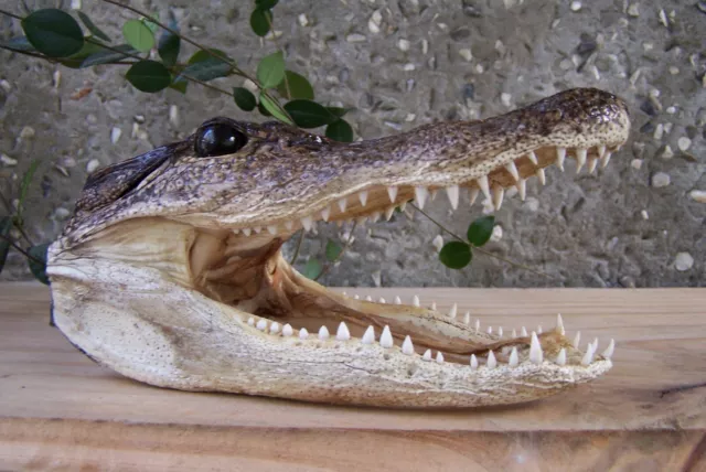 Lg 5"+ Genuine Alligator Head Skull Taxidermy Real Teeth Jaw Reptile Swamp Gator