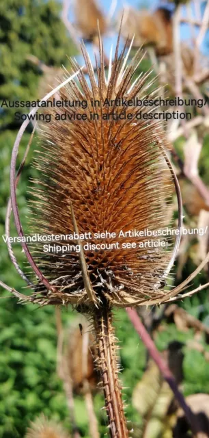 Dipsacus fullonum, Wild teasel,Gewöhnliche Karde,100 seeds,samen,Trockenbinderei