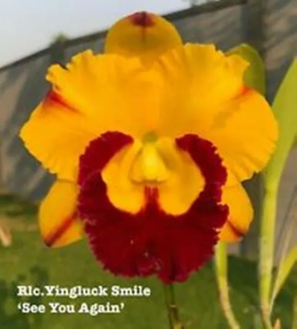 Cattleya Mericlone Seedling Plant...Rlc Yingluck smile "SeeYou Again"
