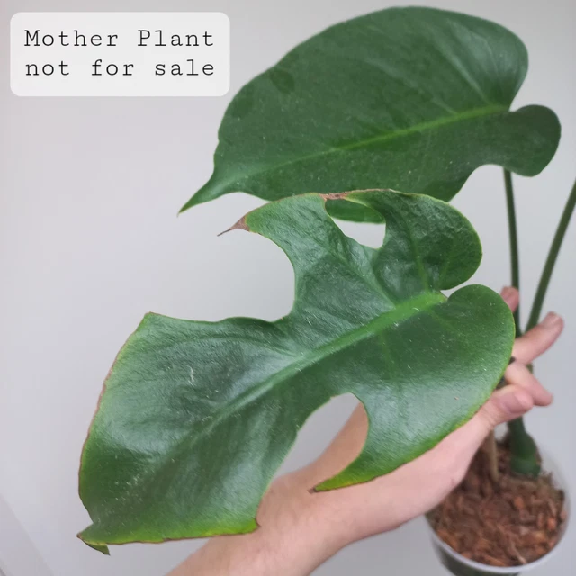 RARE - MONSTERA Deliciosa LARGE FORM Narrow Mutation 2-LEAF TOP Cutting,  Rooting 99.99 - PicClick UK