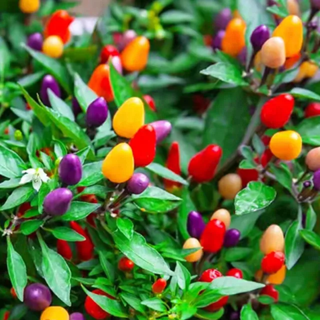 100+ Rare Hot Bolivian Rainbow Chilli Seeds Hot Pepper Organic Heirloom Chili