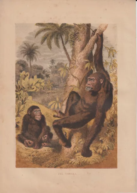 Gorilla Menschenaffen Gorillas kolorierter HOLZLSTICH von 1866