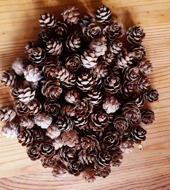Zapfen Mini Hemlocktanne Naturmaterialien 250 Stück
