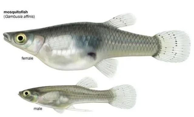 20 LIVE GAMBUSIA MOSQUITO FISH Koi Pond, Aquarium, Fresh Water Guppy 20 LIVE GAMBUSIA MOSQUITO FISH Koi Pond, Aquarium, Fresh Water Guppy