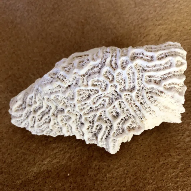 Stromatolite  Fossilized White Brain Coral Rare find
