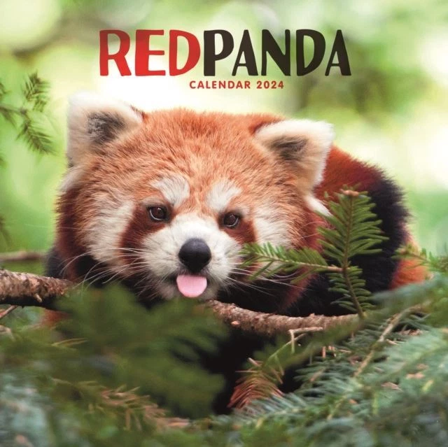 RED PANDAS 2024 Square Wall Calendar 12 x 12 ยฃ10.48 - PicClick UK