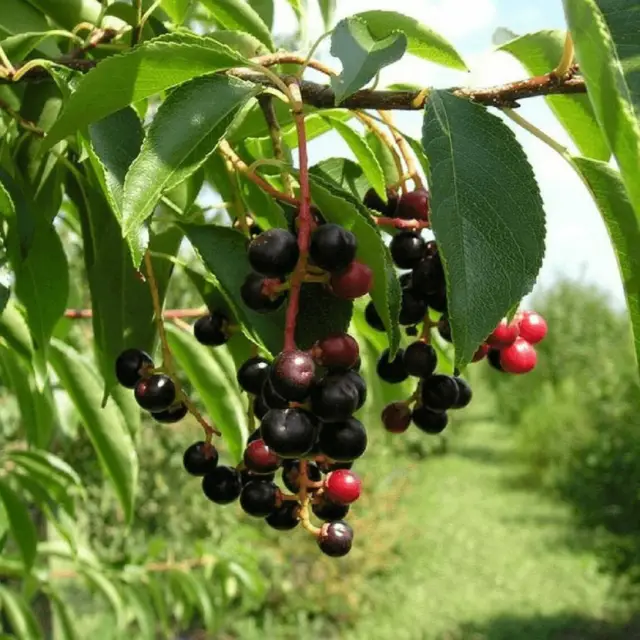 5 Graines de Cerisier Noir, Prunus Serotina, Black Cherry