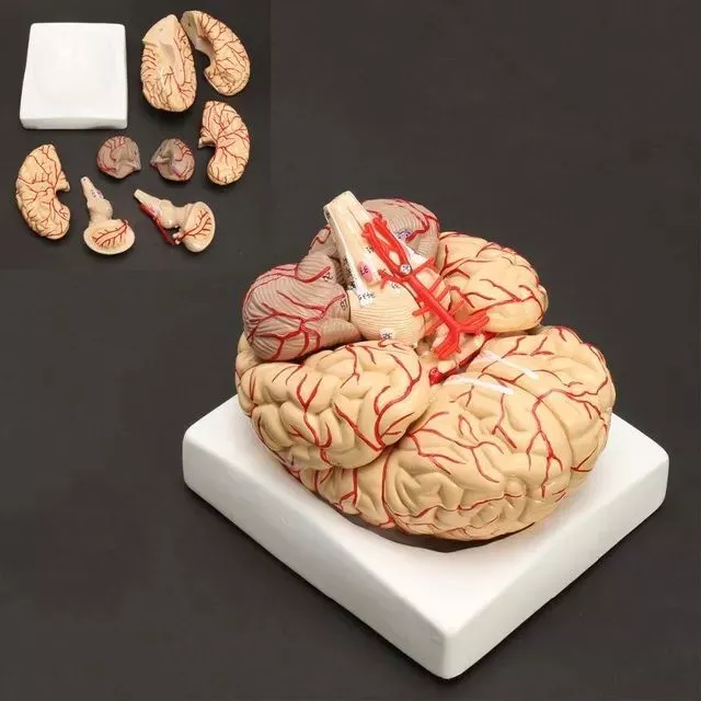 Human Life Brain Anatomy Medical Set 8 Parts Budget Brain Arteries Model Anatomy