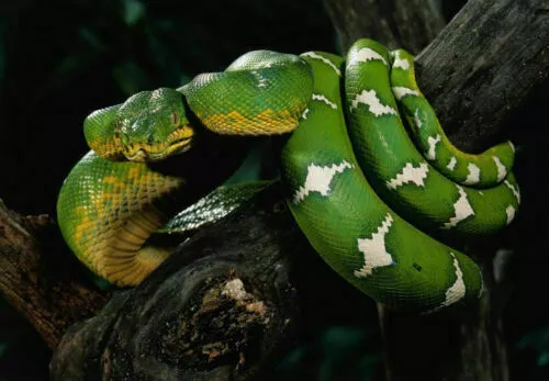 386903 Emerald Tree Boa Snake Wrapped Around Tree Branch WALL PRINT POSTER DE