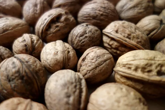 10 kg Walnüsse mit Schale unbehandelt gewaschen lecker Öko Qualität Ernte 2023