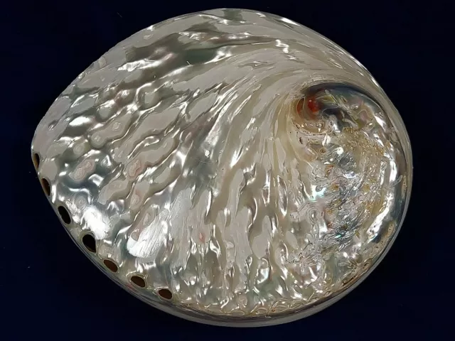 Polished African Abalone Shell X-Large: White Color 5 3/4 inches  C