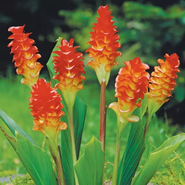 Curcuma Roscoeana (Price & shipping details-see description)