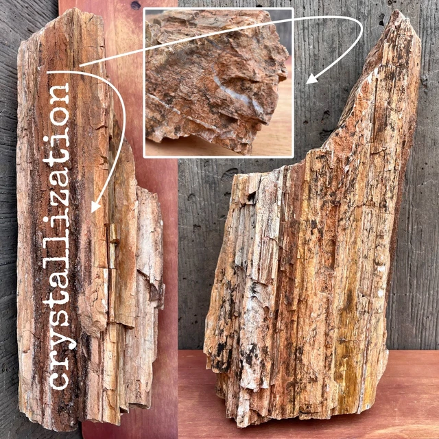 11 LB UTAH Raw Rough PETRIFIED FOSSILIZED WOOD Log 12” WHITE/SPARKLING CRYSTALS