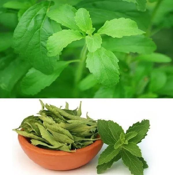 Stevia (Stevia Rebaudiana) | 50+ Seeds | Organic | Own Crop | Same Day Dispatch