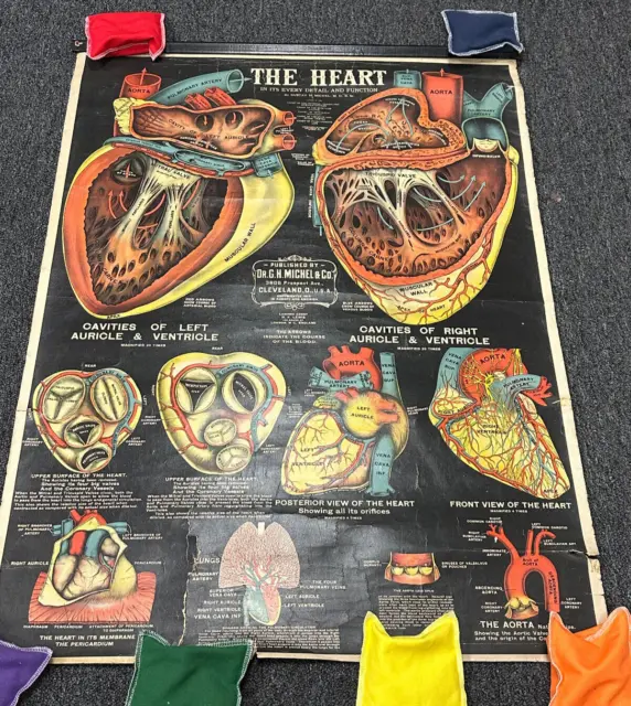 Antique 1916 Gustav H Michel The Heart Uterine Life Medical Anatomy Poster Chart