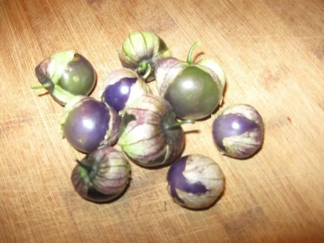 50 graines de légumes TOMATILLO VIOLET Physalis Ixoxcarpa * plat S/H 2