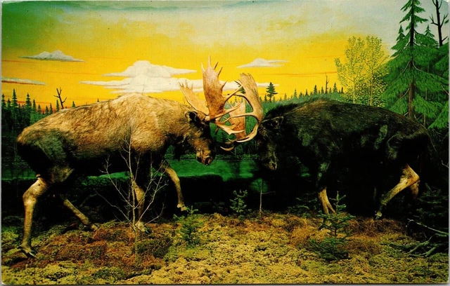 Call of the Wild Museum Fighting Bull Moose Gaylord Michigan UNP VTG Postcard