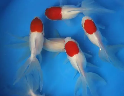 Live Red Cap Oranda Goldfish md. for fish tank, koi pond or aquarium