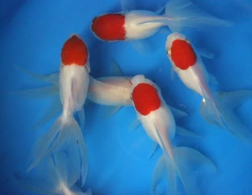Live Red Cap Oranda Goldfish sm. for fish tank, koi pond or aquarium
