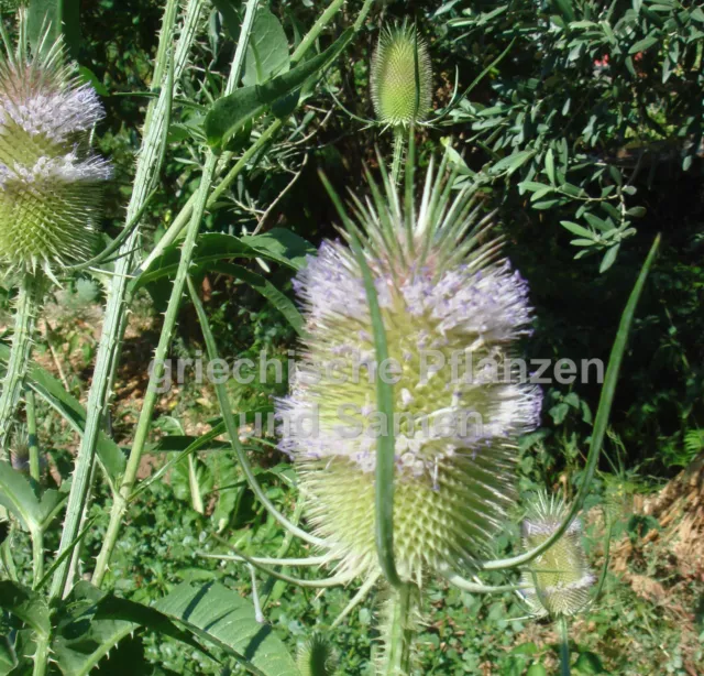 Wilde Karde Dipsacus sylvestris 30 Samen grosse Heilpflanze Kräuterwiese Bienen