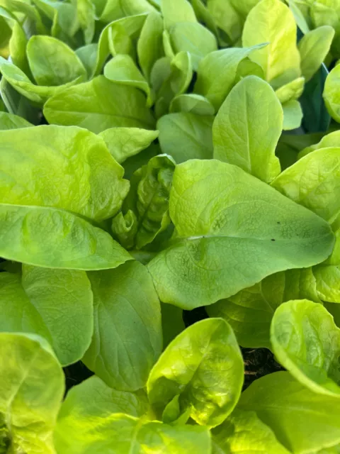 x10 Lettuce All Year Round - Vegetable Transplants