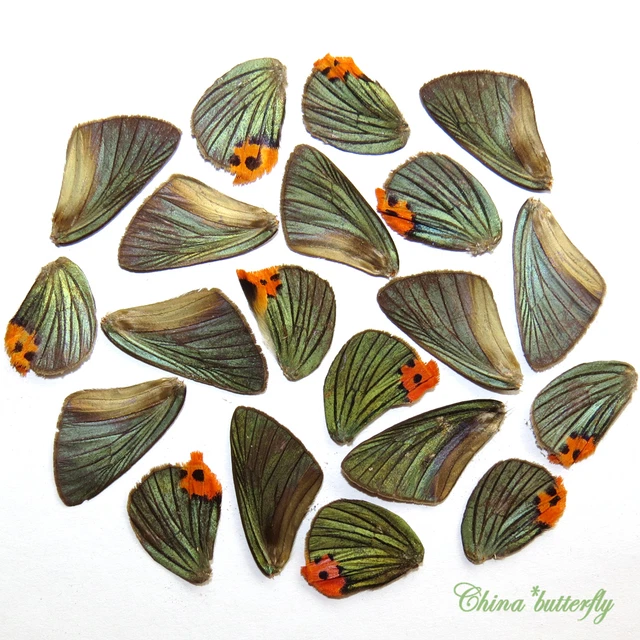 GIFT 20 pcs small  REAL BUTTERFLY wing material  DIY artwork jewelry  #11
