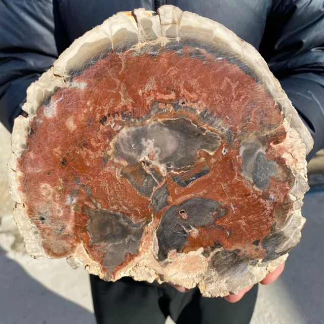 5.1lb Large Beautiful polished Arizona red petrified wood slice mineral specimen