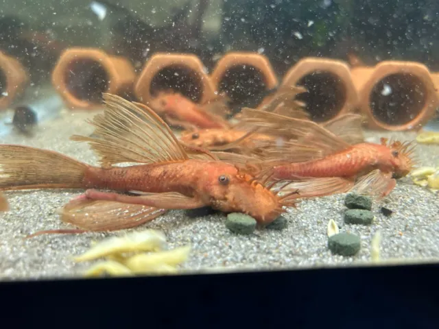 LONGFIN SUPER RED Bristlenose Pleco 1-1.5 inch+ Juveniles | Algae Eating Fish