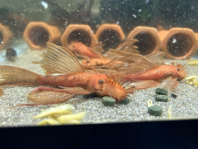 LONGFIN SUPER RED Bristlenose Pleco 1-1.5 inch+ Juveniles | Algae Eating Fish