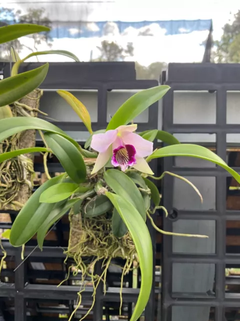 orchid species-Laelia dayana-Brazil