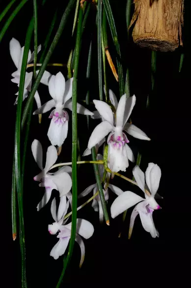 Orchid Species Holcoglossum lingulatum IN FLOWER Rare plant
