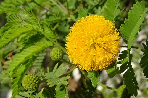 8 graines Mimosa de Farnèse Parfumé(Acacia Farnesiana)G194 SEEDS SAMEN SEMILLAS