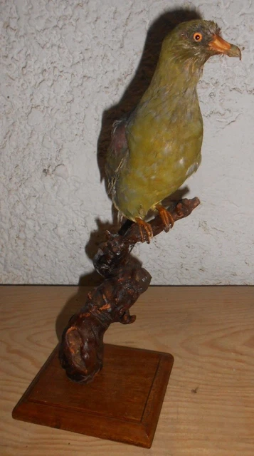 Papier peint Taxidermie montagne de faisan