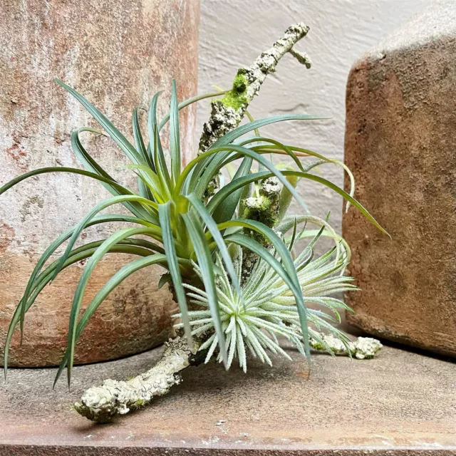 Artificial Green Air Plants on Wood Tillandsia, Faux Air Plant Decoration