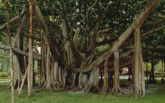 Vintage Postcard Giant Banyan Most Curious Trees Sprouts From Seed Tropical FL