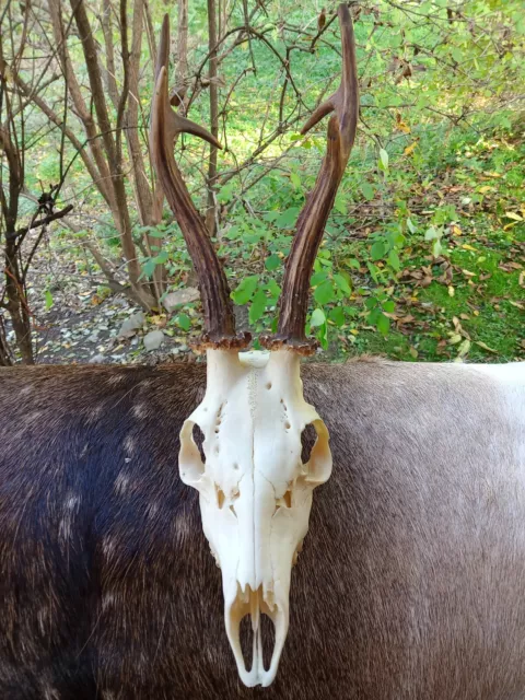 Buck deer roe deer skull and antlers, taxidermy, shamanic healing gothic home