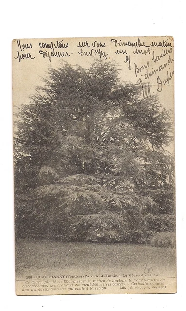 cantonnay parc de m. robin le cedar du liban