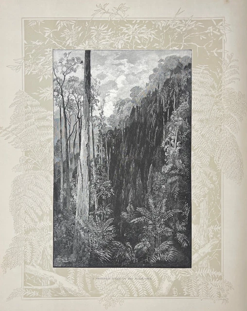 Antique Engraving - Victoria, Australia - Sassafras Gully on the Black Spur