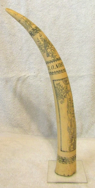 Hand Engraved Scrimshaw Faux Resin Walrus Tusk Captain J.O. Norton