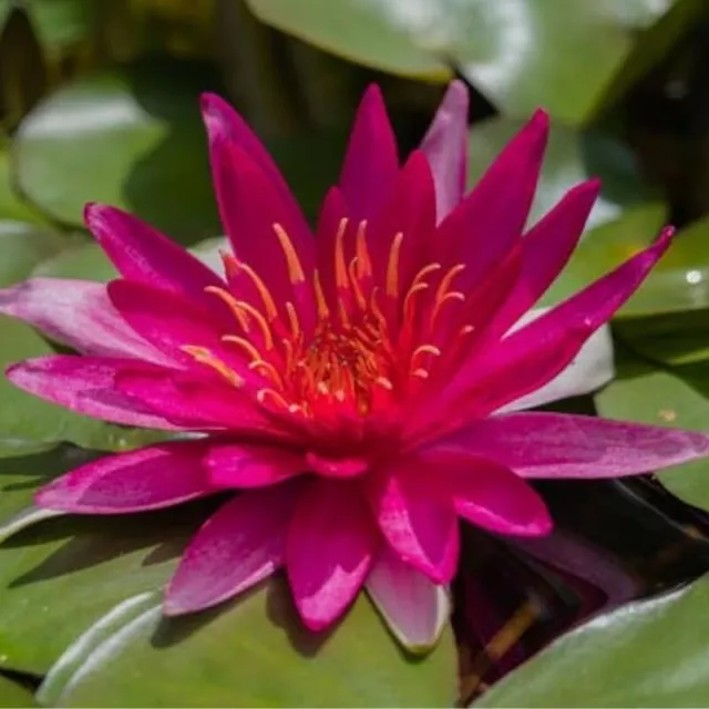 Red Water Lily Nymphaea Rubra Organic Natural Red Lotus Dried Flower 2