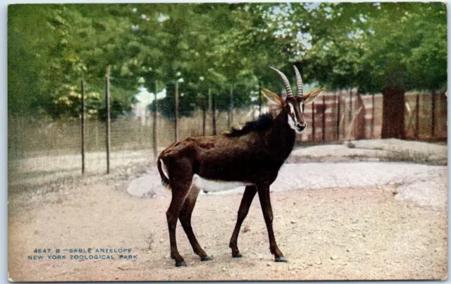 Postcard - Sable Antelope, New York Zoological Park - Bronx, New York
