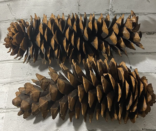 Juego de 2 conos de pino grandes de 11"" y 13"" decoración decorativa de otoño